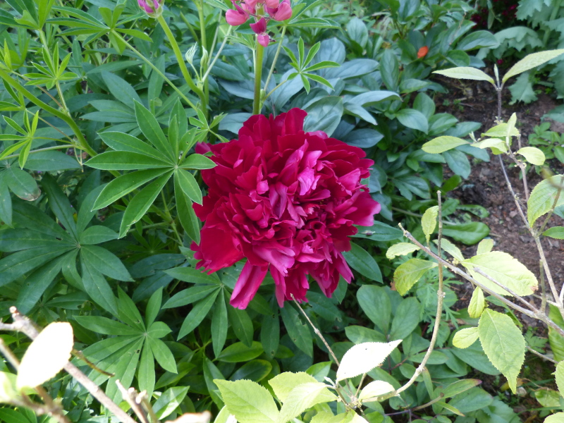 Paeony Karl Rosen.JPG