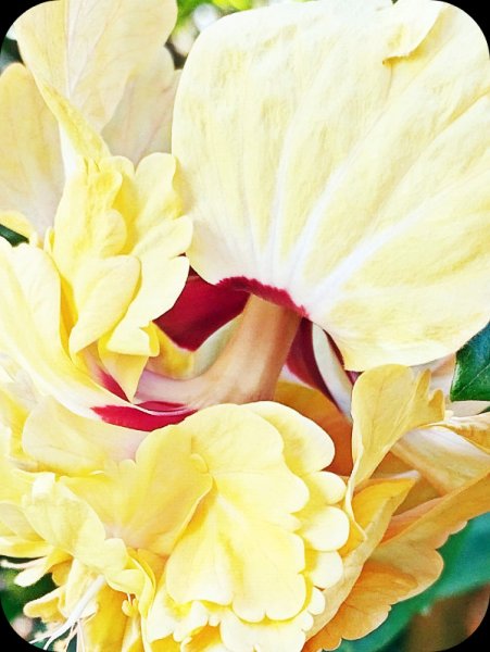 Pagoda close 23 Aug 25.jpg