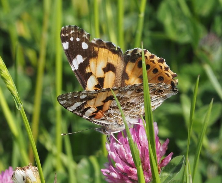 paint lady 2021A.jpg