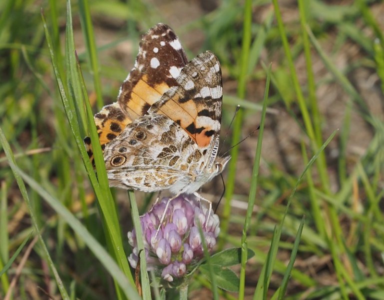 paint lady 2021B.jpg