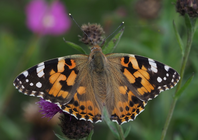painted lady 2019A.jpg