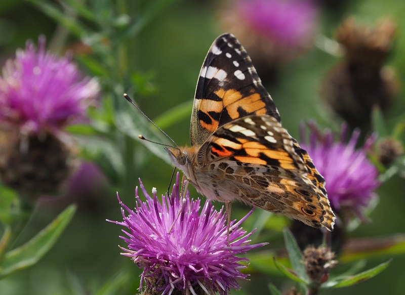 painted lady 2019B.jpg