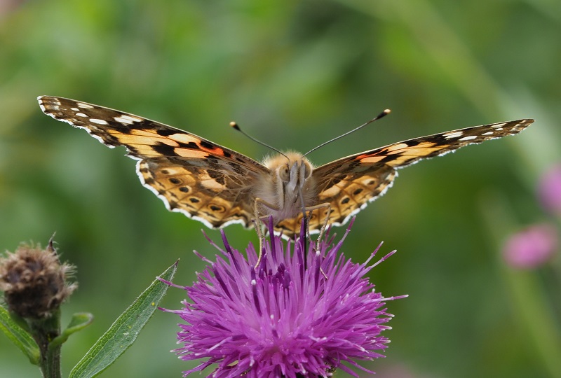painted lady 2019C.jpg