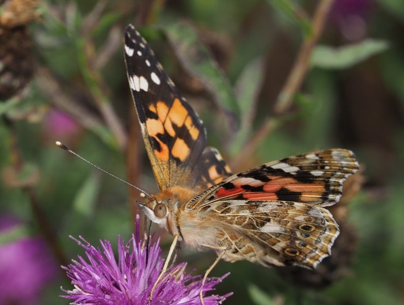 painted lady 2019D.jpg