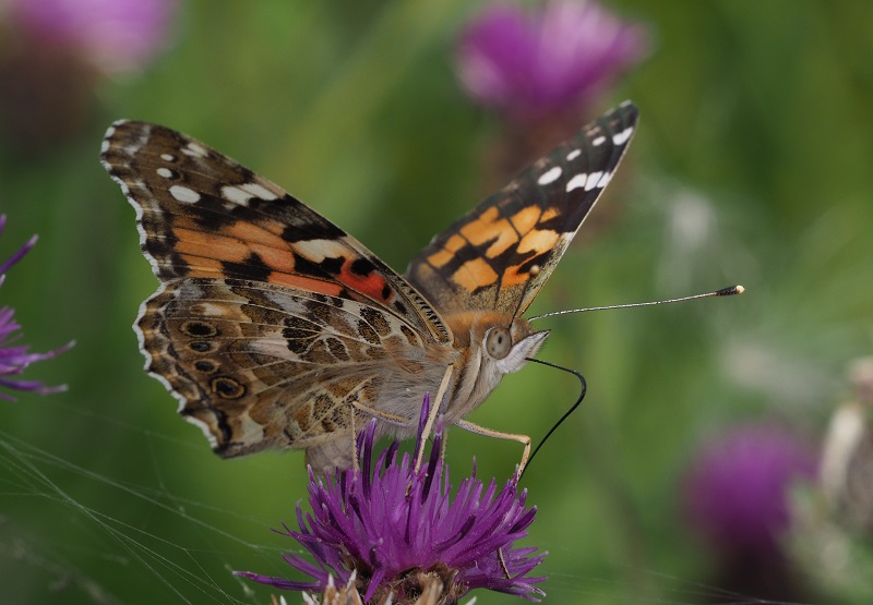 painted lady 2019E.jpg