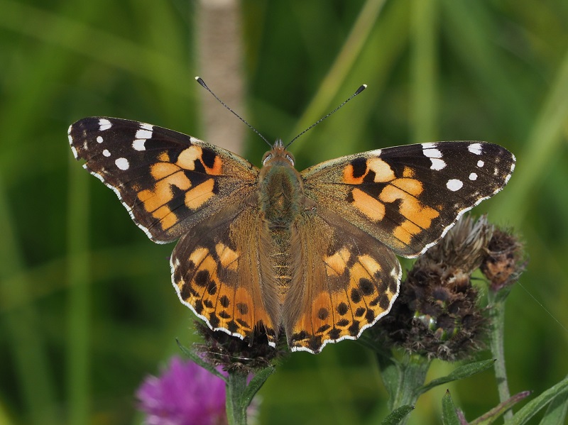 painted lady 2019G.jpg