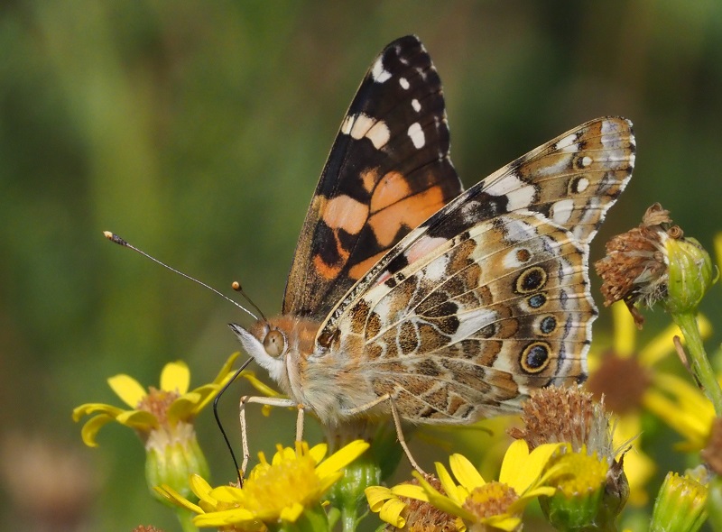 painted lady 2019I.jpg