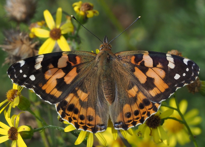 painted lady 2019K.jpg