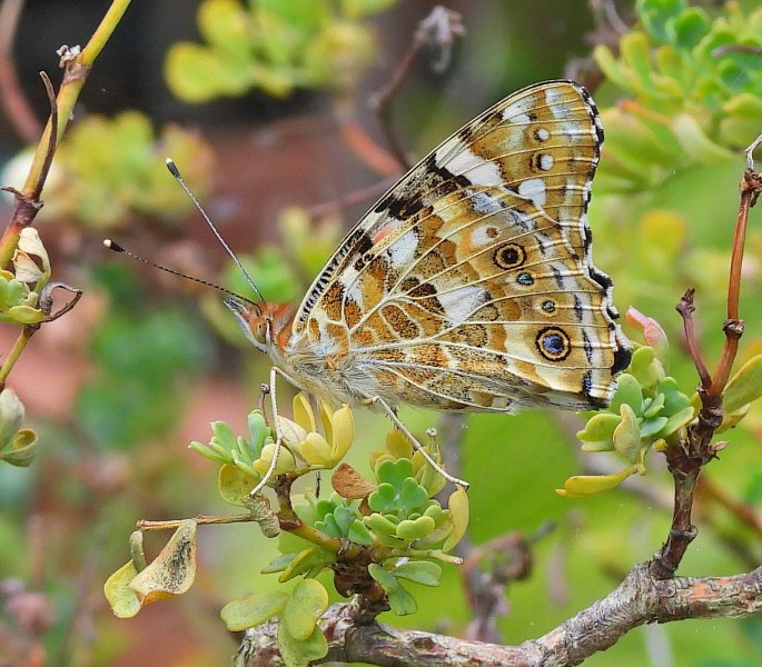 Painted Lady  (22).JPG
