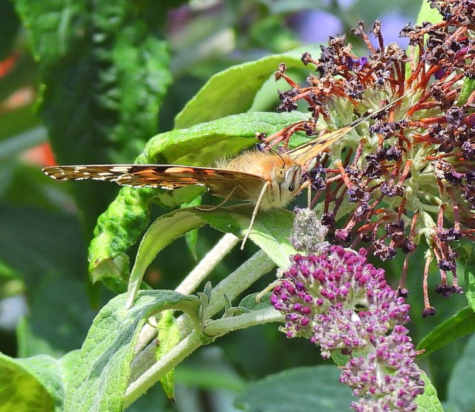 Painted Lady  (31).JPG