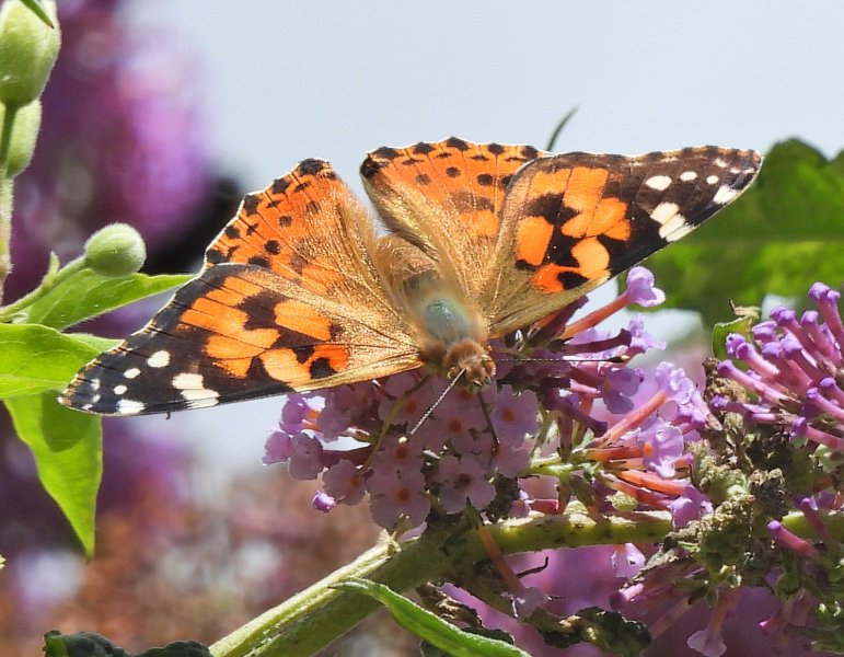 Painted Lady  (6).JPG