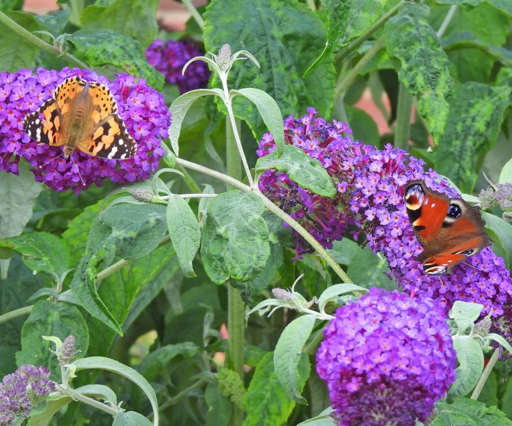 Painted Lady and Peacock (1).JPG