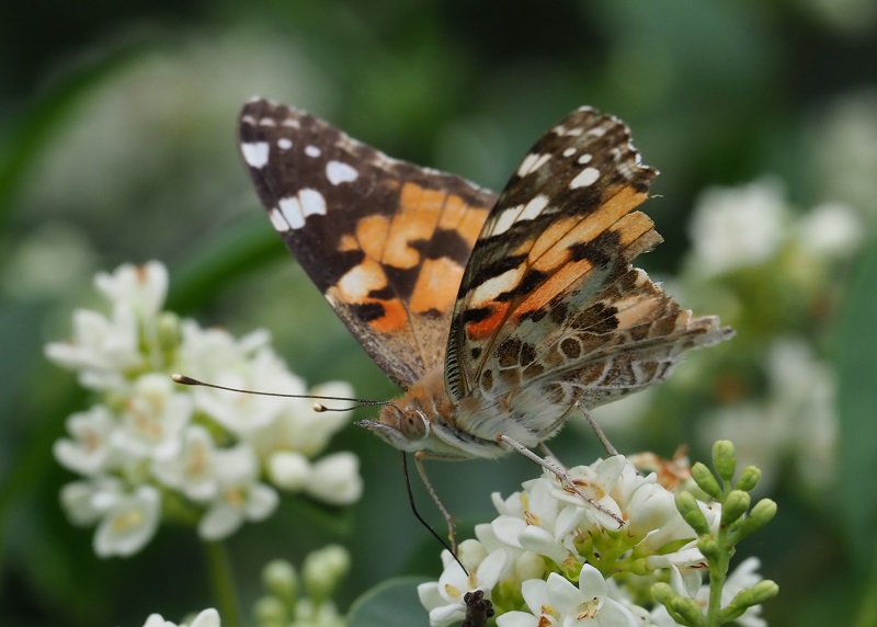 painted lady.jpg