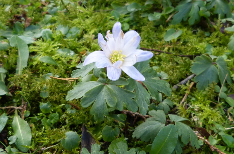 Pale Anenome blanda.JPG