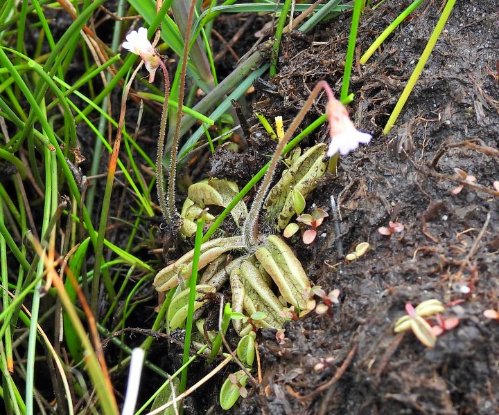 Pale Butterwort  (10).JPG