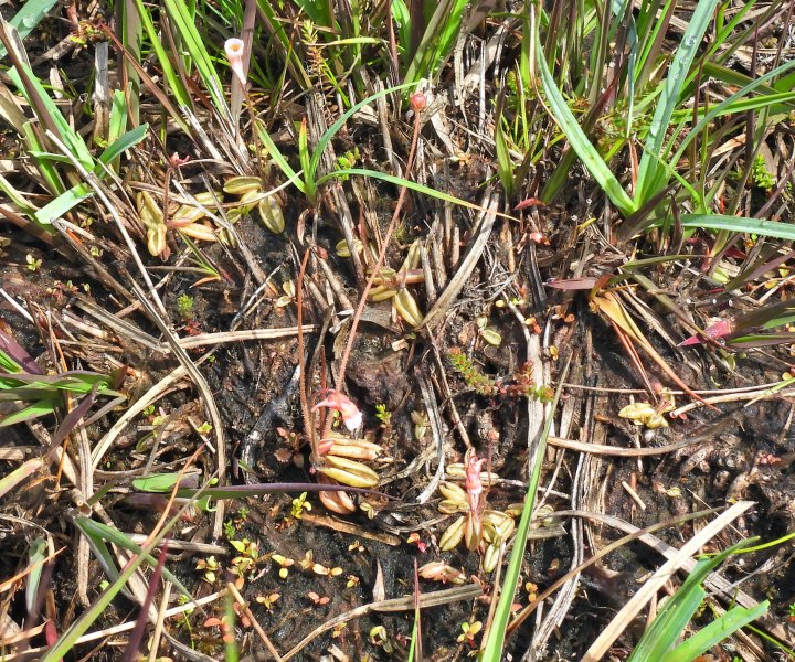 Pale Butterwort  (5).JPG