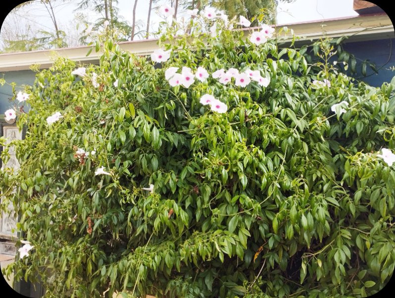 Panderea West 4 Nov 25.jpg