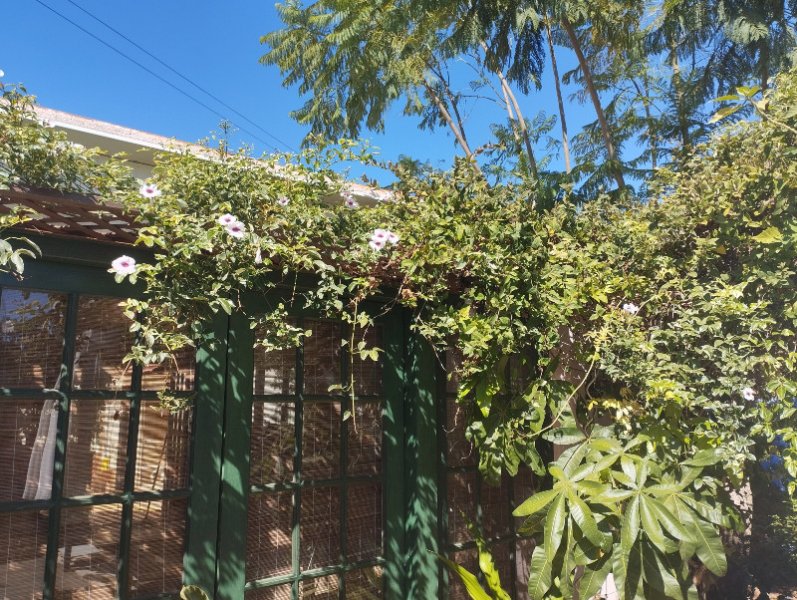 Pandoea Var1 15 Sep 25.jpg