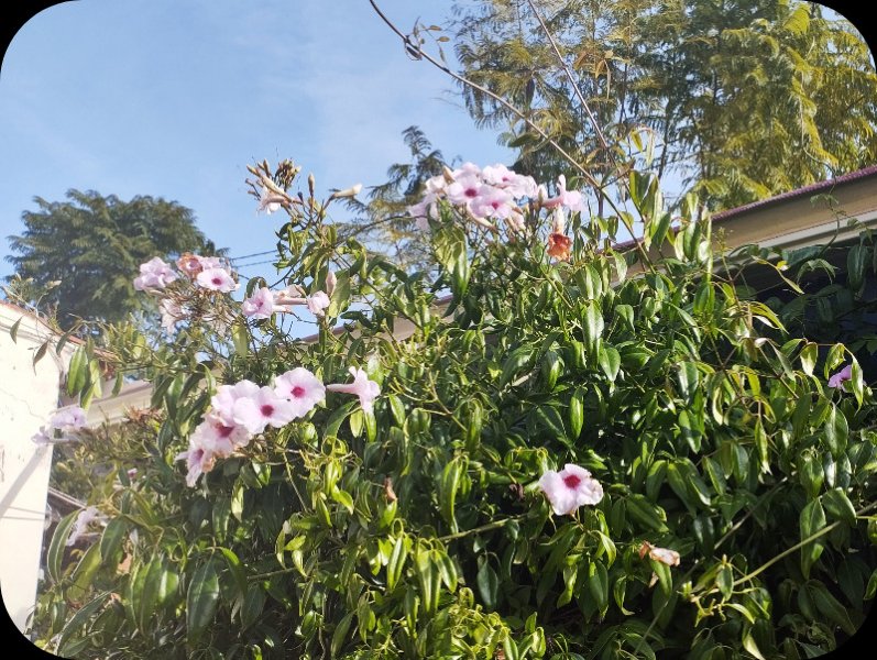 Pandorea 18 Nov 25.jpg