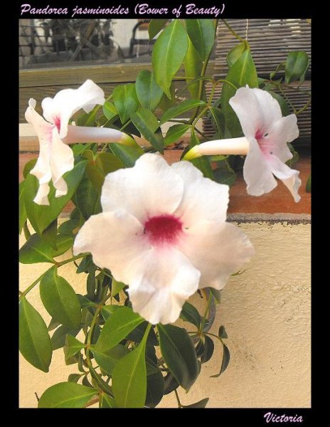 Pandorea  2 Jul 10.JPG