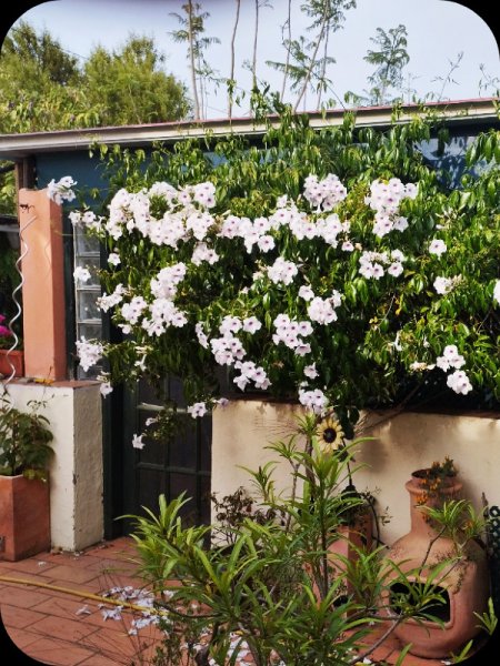 Pandorea 2 Jun 25.jpg