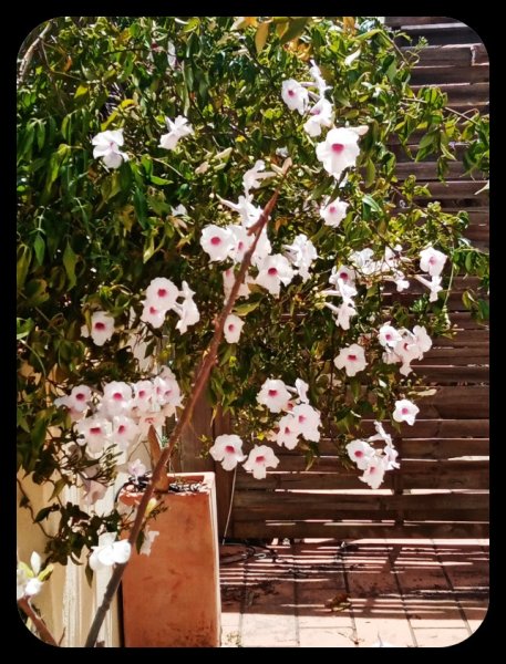 Pandorea 9 May 22.jpg