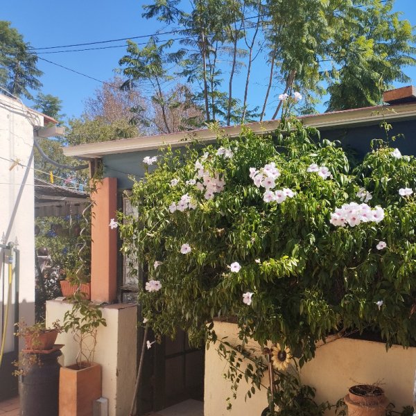 Pandorea Courtyard 15 Sep 25.jpg