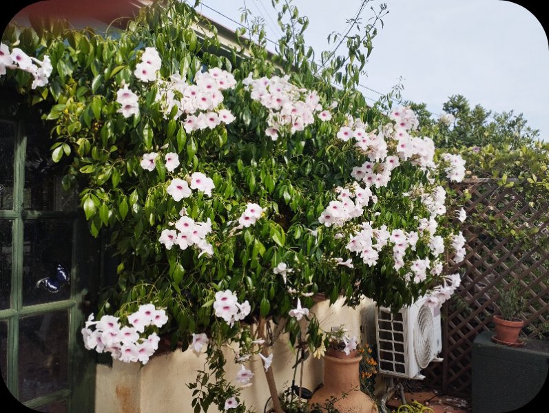 Pandorea Jasminoides 2 Jun 25.jpg