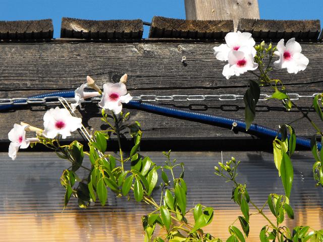 Pandorea jasminoides.jpg