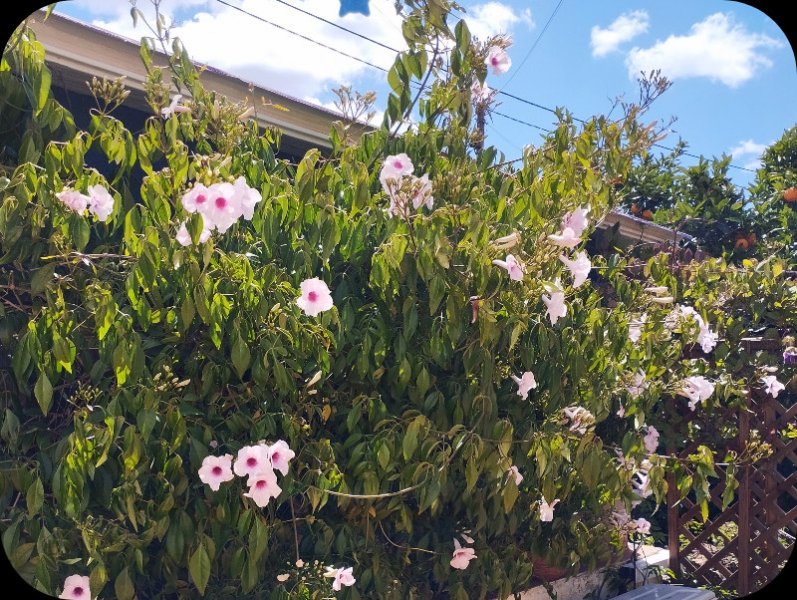 Pandorea jasminoides2 1 May 24.jpg