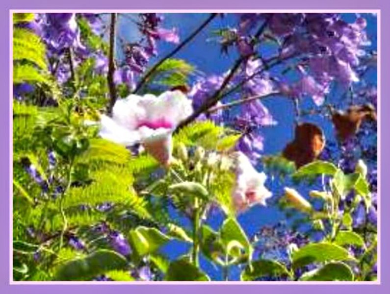 Pandorea ricasoliana Jacaranda.jpg