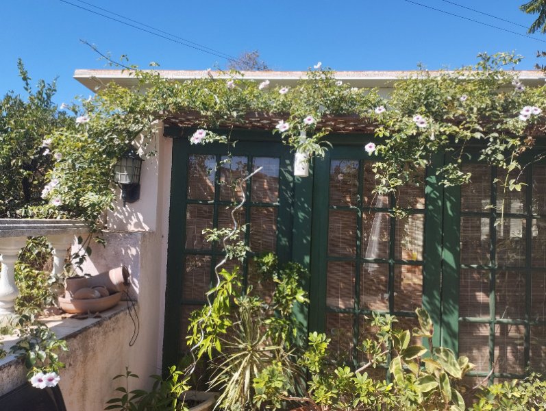 Pandorea Var2 15 sep 25.jpg