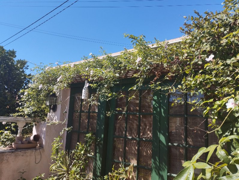 Pandorea Var3 15 Sep 25.jpg