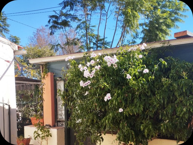 Pandorea1 5 Oct 25.jpg