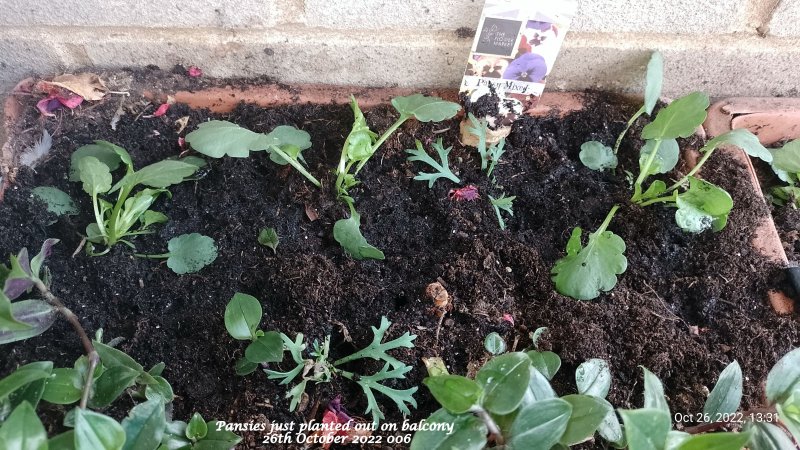 Pansies just planted out on balcony 26th October 2022 006.jpg