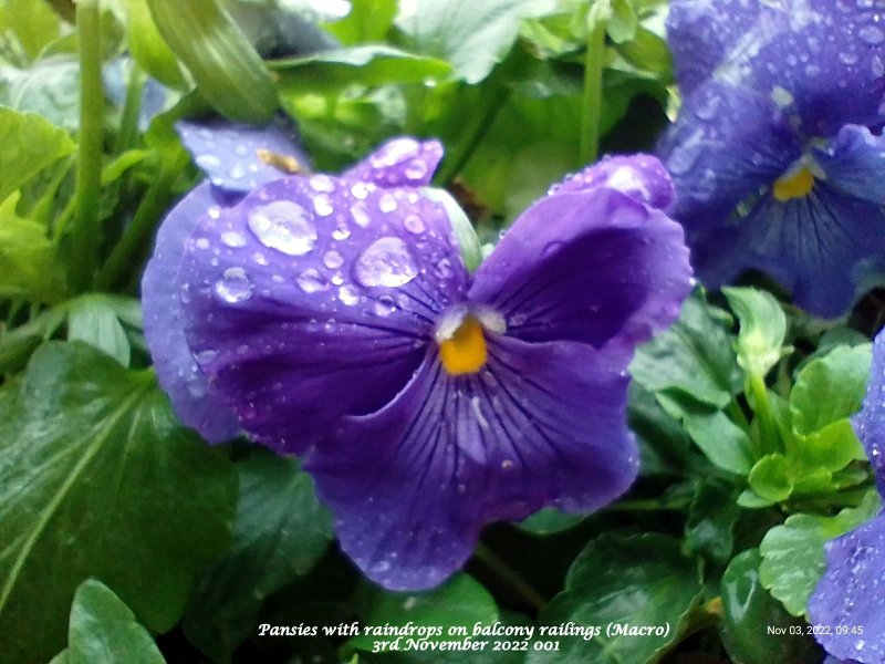 Pansies with raindrops on balcony railings (Macro) 3rd November 2022 001.jpg