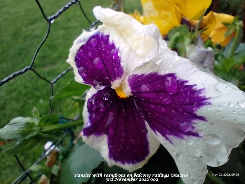 Pansies with raindrops on balcony railings (Macro) 3rd November 2022 002.jpg