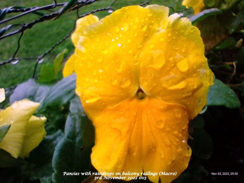 Pansies with raindrops on balcony railings (Macro) 3rd November 2022 003.jpg
