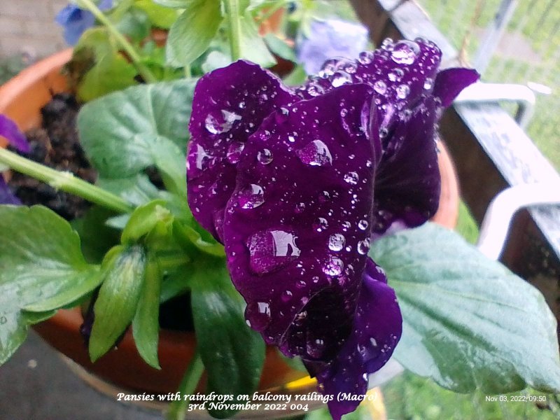 Pansies with raindrops on balcony railings (Macro) 3rd November 2022 004.jpg