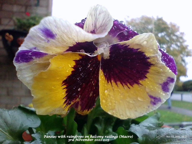 Pansies with raindrops on balcony railings (Macro) 3rd November 2022 005.jpg
