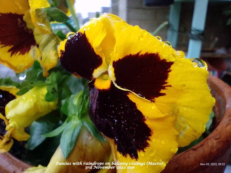 Pansies with raindrops on balcony railings (Macro) 3rd November 2022 006.jpg