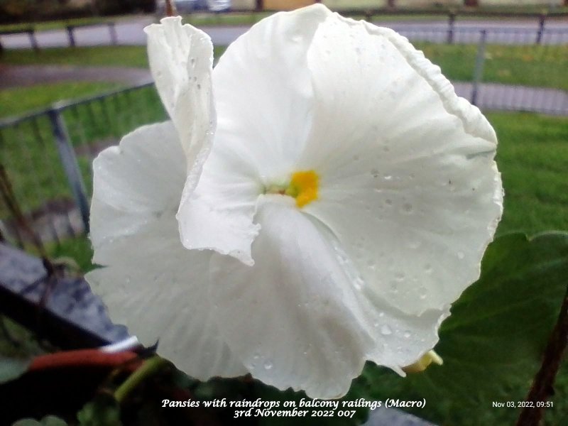 Pansies with raindrops on balcony railings (Macro) 3rd November 2022 007.jpg