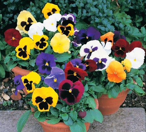 Pansy-Delta-Mix-With-Blotch.jpg