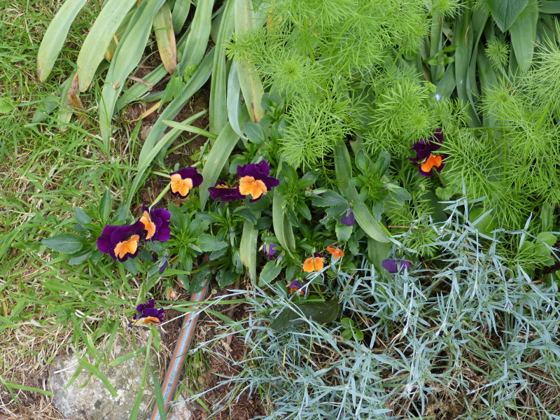 Pansy Jolly Joker.JPG