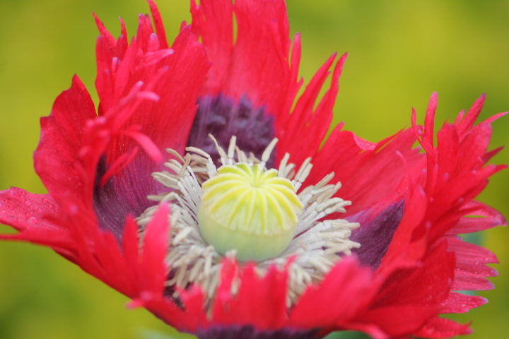 Papaver (5) (Macro 250mm).JPG
