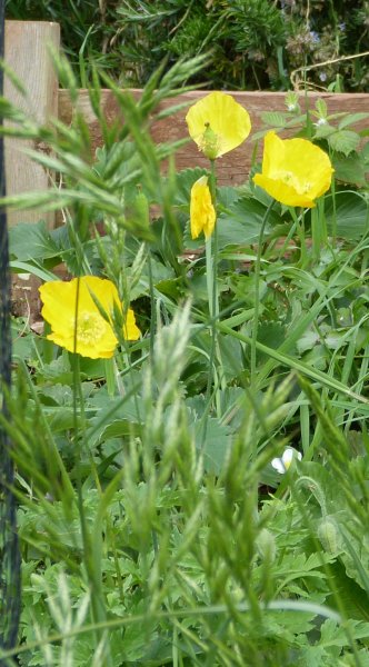 Papaver cambricum.JPG
