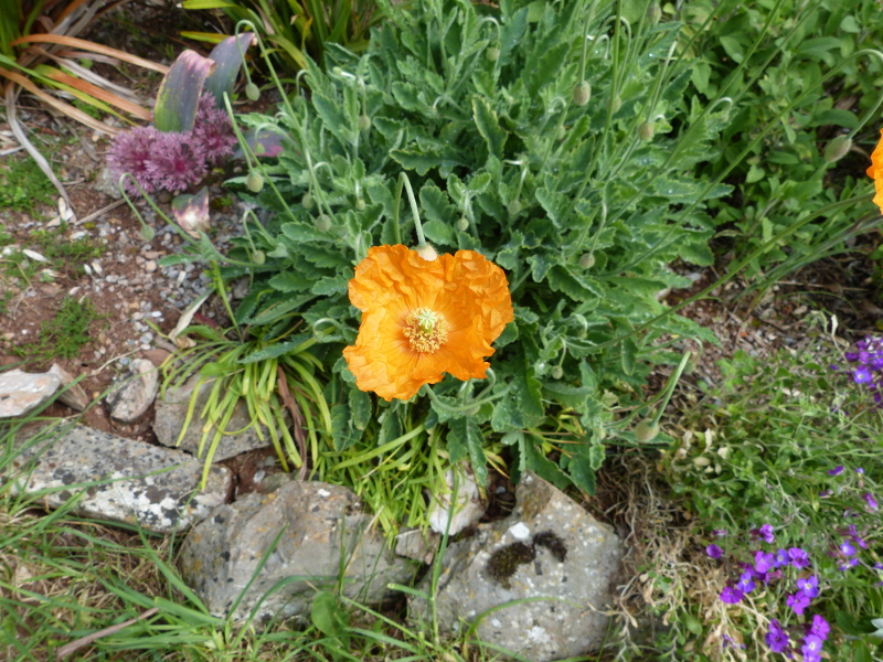 Papaver miyabeanum 2017.JPG
