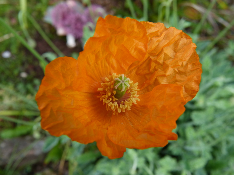 Papaver miyabeanum macro.JPG