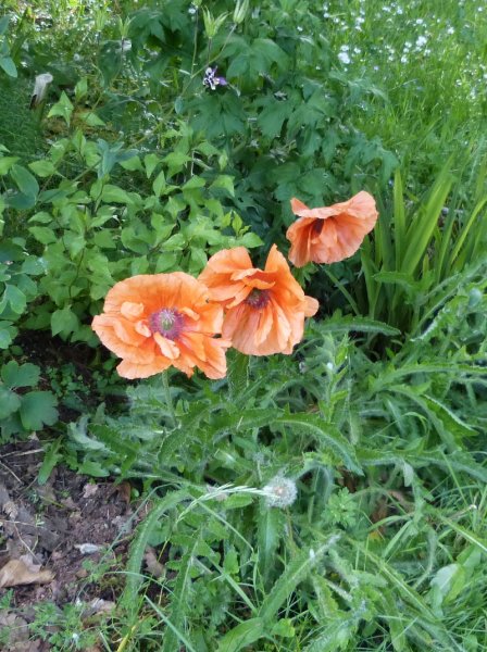 Papaver orientale 2 2017.JPG