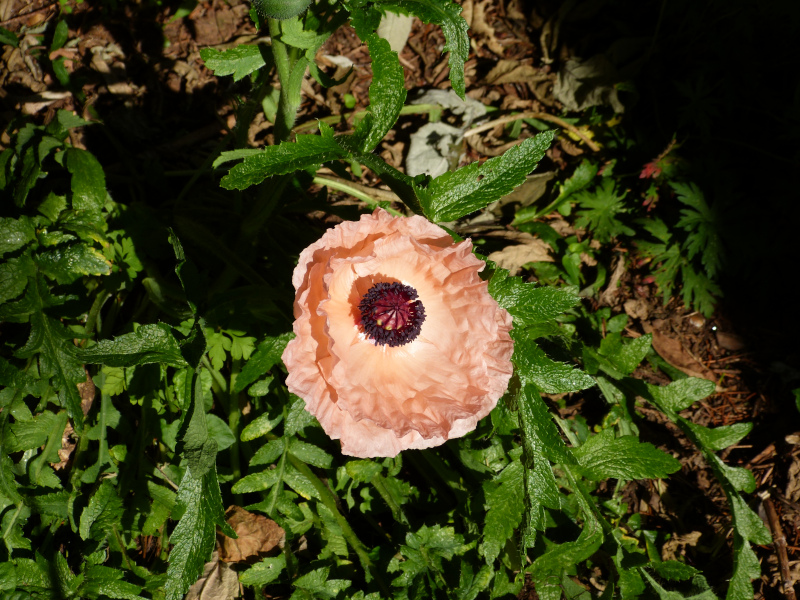 Papaver orientale 2.JPG